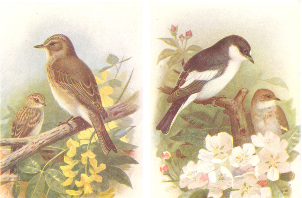 BRITISH BIRDS. Spotted Flycatcher; Pied Flycatcher. THORBURN 1925 old print